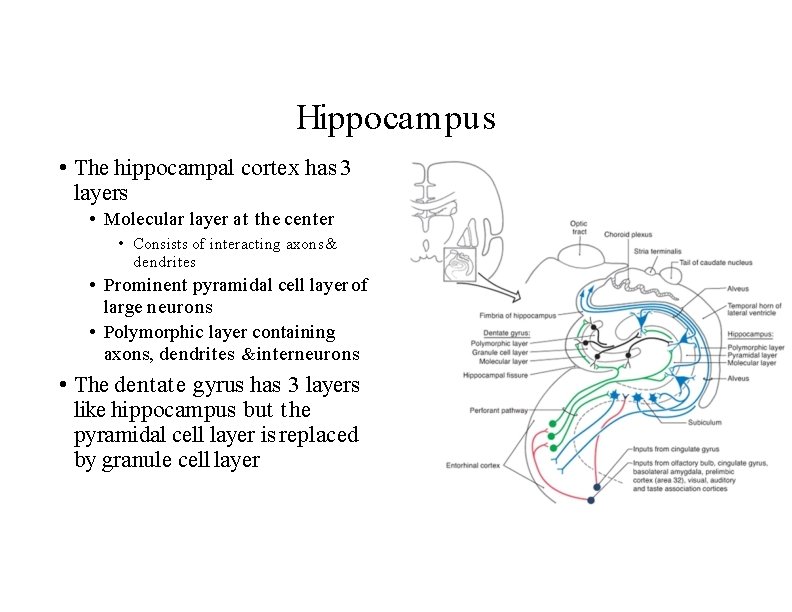 Hippocampus • The hippocampal cortex has 3 layers • Molecular layer at the center