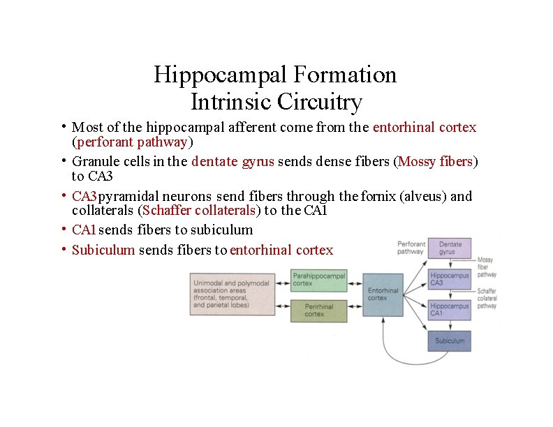 Hippocampal Formation Intrinsic Circuitry • Most of the hippocampal afferent come from the entorhinal