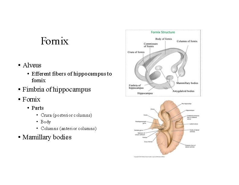 Fornix • Alveus • Efferent fibers of hippocampus to fornix • Fimbria of hippocampus