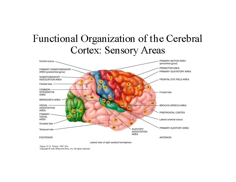 Functional Organization of the Cerebral Cortex: Sensory Areas 