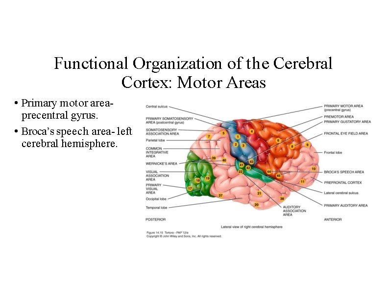 Functional Organization of the Cerebral Cortex: Motor Areas • Primary motor areaprecentral gyrus. •