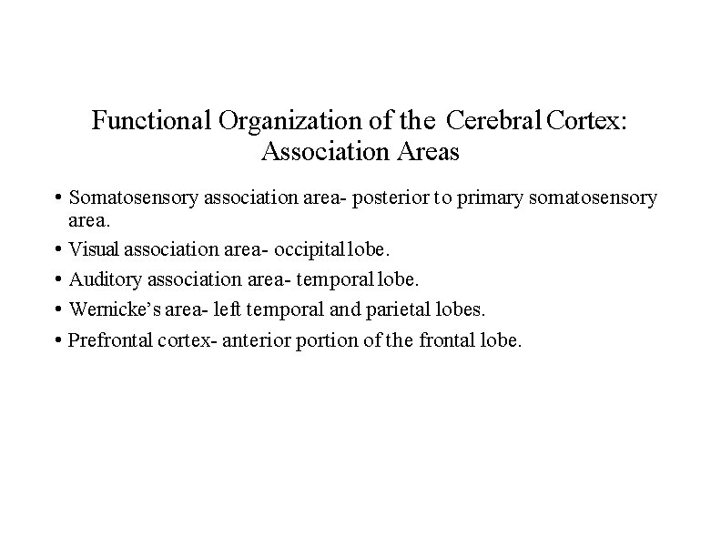 Functional Organization of the Cerebral Cortex: Association Areas • Somatosensory association area- posterior to