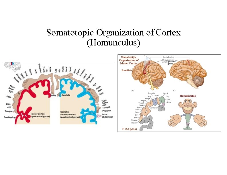 Somatotopic Organization of Cortex (Homunculus) 
