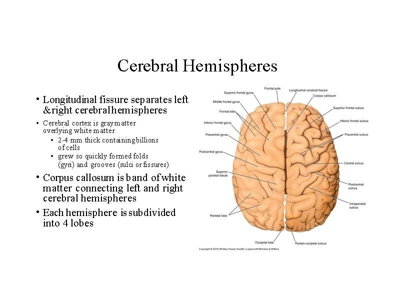 Cerebral Hemispheres • Longitudinal fissure separates left & right cerebral hemispheres • Cerebral cortex