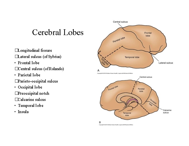 Cerebral Lobes �Longitudinal fissure �Lateral sulcus (of Sylvius) • Frontal lobe �Central sulcus (of