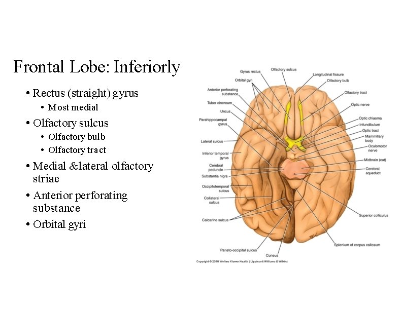 Frontal Lobe: Inferiorly • Rectus (straight) gyrus • Most medial • Olfactory sulcus •