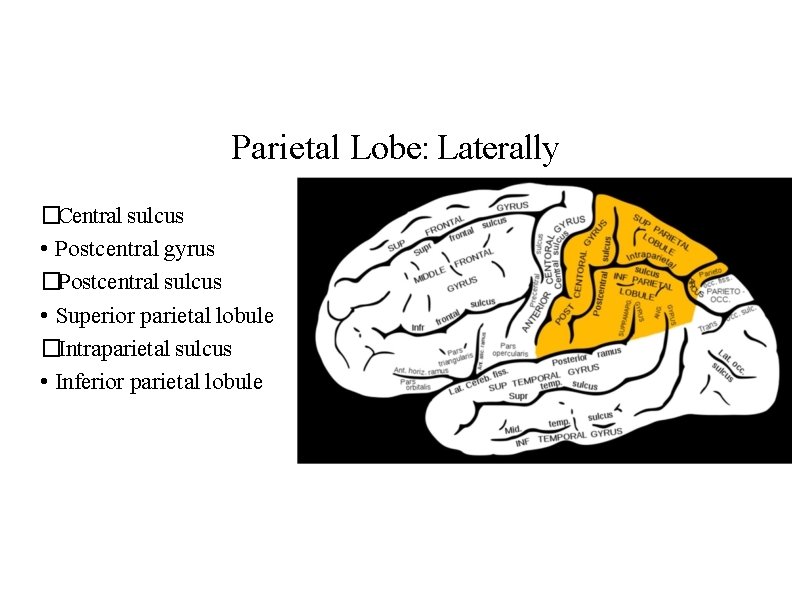 Parietal Lobe: Laterally �Central sulcus • Postcentral gyrus �Postcentral sulcus • Superior parietal lobule