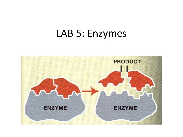 LAB 5: Enzymes 