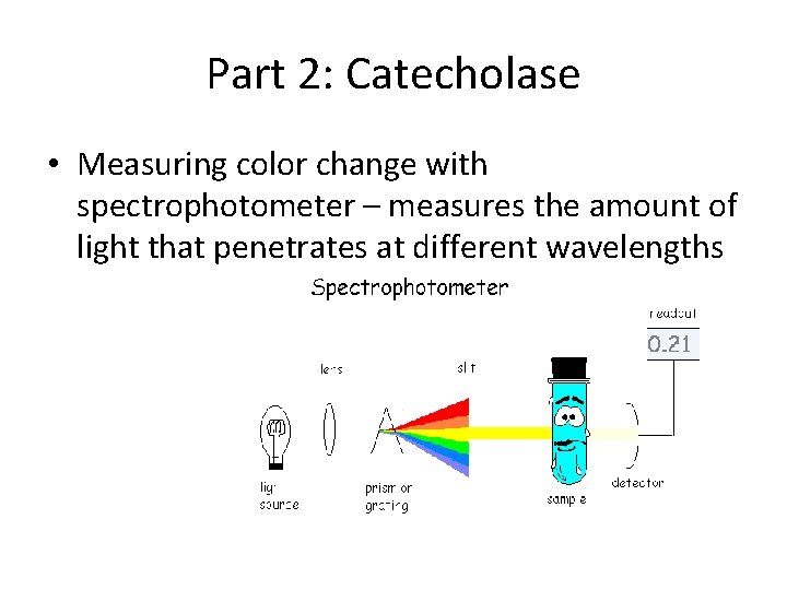 Part 2: Catecholase • Measuring color change with spectrophotometer – measures the amount of
