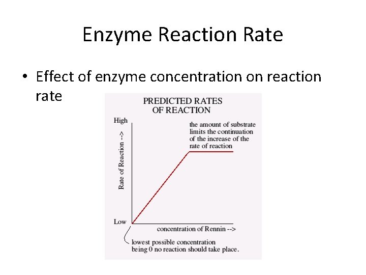 Enzyme Reaction Rate • Effect of enzyme concentration on reaction rate 