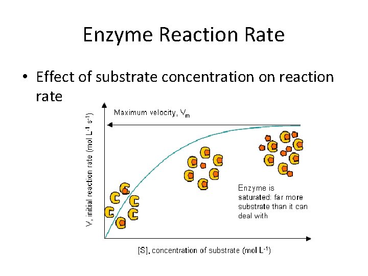 Enzyme Reaction Rate • Effect of substrate concentration on reaction rate 