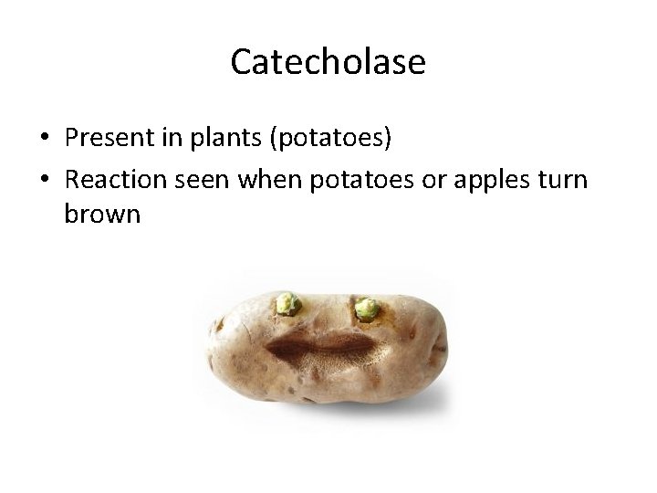 Catecholase • Present in plants (potatoes) • Reaction seen when potatoes or apples turn