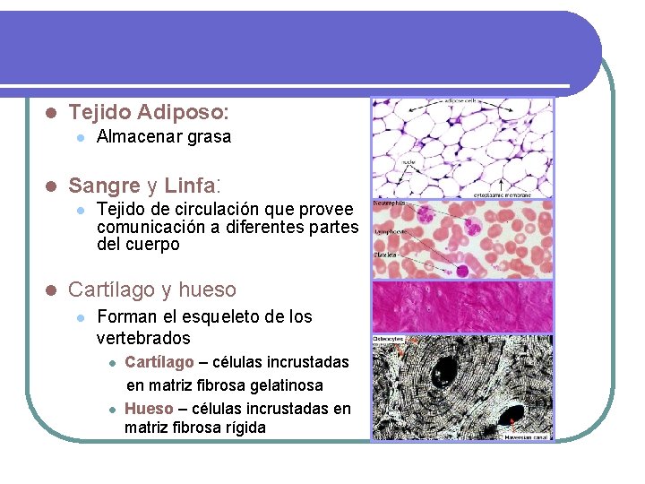 l Tejido Adiposo: l l Sangre y Linfa: l l Almacenar grasa Tejido de