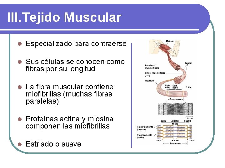 III. Tejido Muscular l Especializado para contraerse l Sus células se conocen como fibras