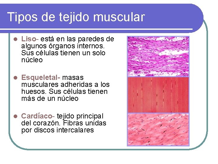 Tipos de tejido muscular l Liso- está en las paredes de algunos órganos internos.