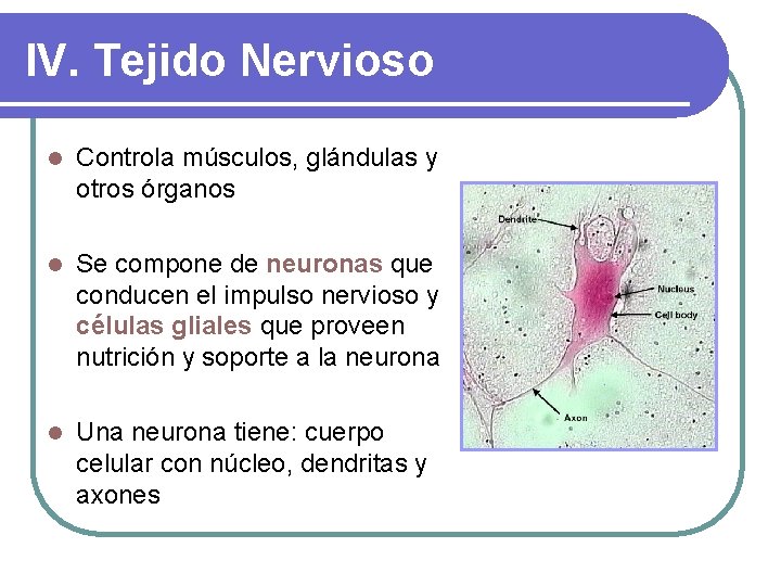 IV. Tejido Nervioso l Controla músculos, glándulas y otros órganos l Se compone de