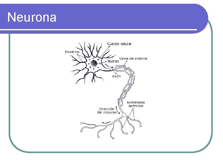 Neurona 