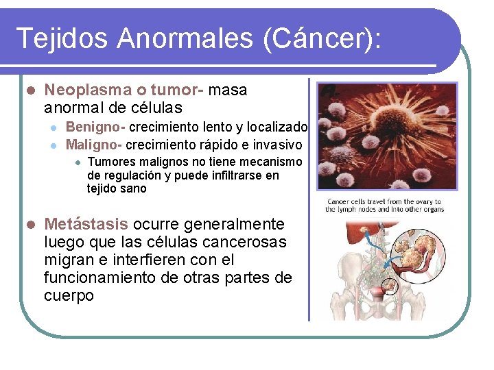 Tejidos Anormales (Cáncer): l Neoplasma o tumor- masa anormal de células l l Benigno-