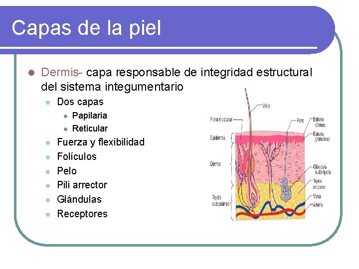 Capas de la piel l Dermis- capa responsable de integridad estructural del sistema integumentario