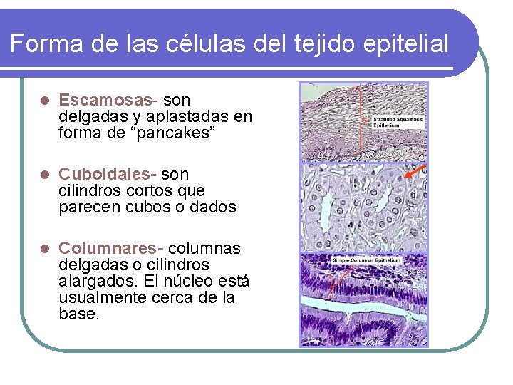 Forma de las células del tejido epitelial l Escamosas- son delgadas y aplastadas en