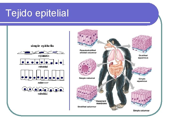 Tejido epitelial 