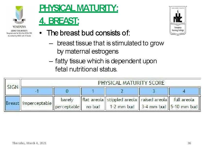 PHYSICAL MATURITY: 4. BREAST: • The breast bud consists of: – breast tissue that