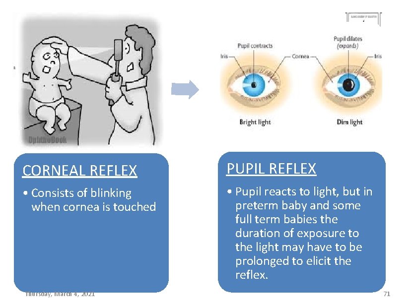 CORNEAL REFLEX PUPIL REFLEX • Consists of blinking when cornea is touched • Pupil