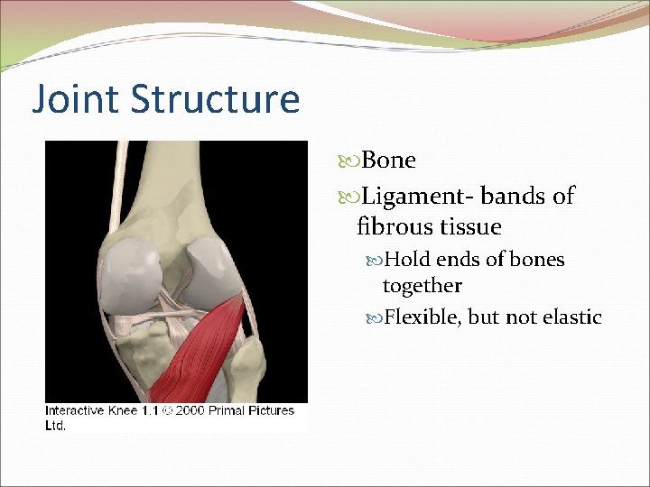 Joint Structure Bone Ligament- bands of fibrous tissue Hold ends of bones together Flexible,