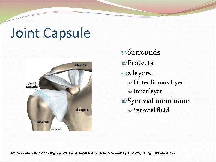 Joint Capsule Surrounds Protects 2 layers: Outer fibrous layer Inner layer Synovial membrane Synovial