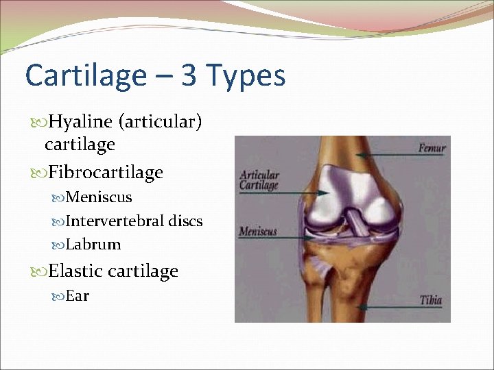 Cartilage – 3 Types Hyaline (articular) cartilage Fibrocartilage Meniscus Intervertebral discs Labrum Elastic cartilage