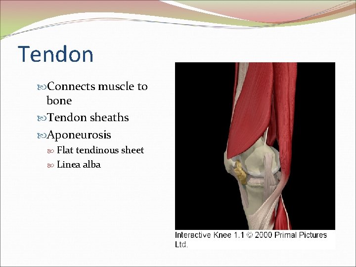 Tendon Connects muscle to bone Tendon sheaths Aponeurosis Flat tendinous sheet Linea alba 