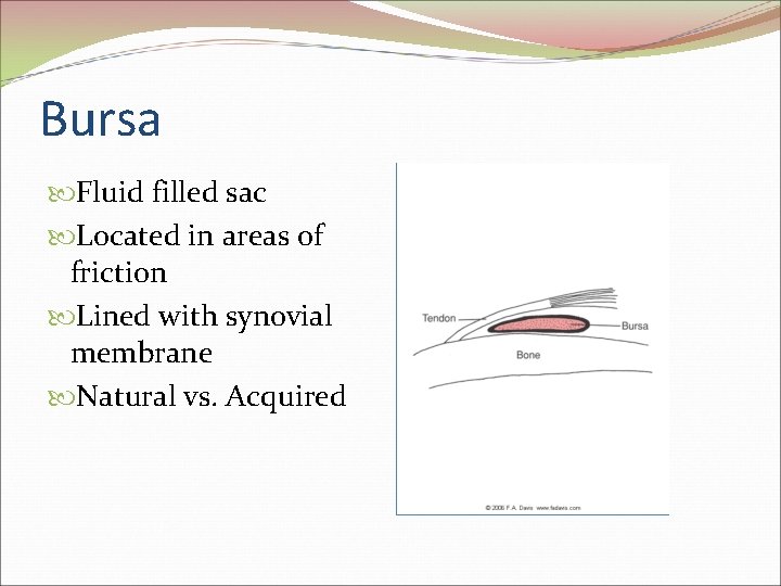 Bursa Fluid filled sac Located in areas of friction Lined with synovial membrane Natural