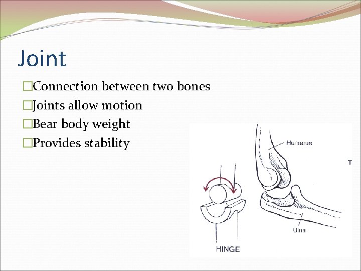 Joint �Connection between two bones �Joints allow motion �Bear body weight �Provides stability 