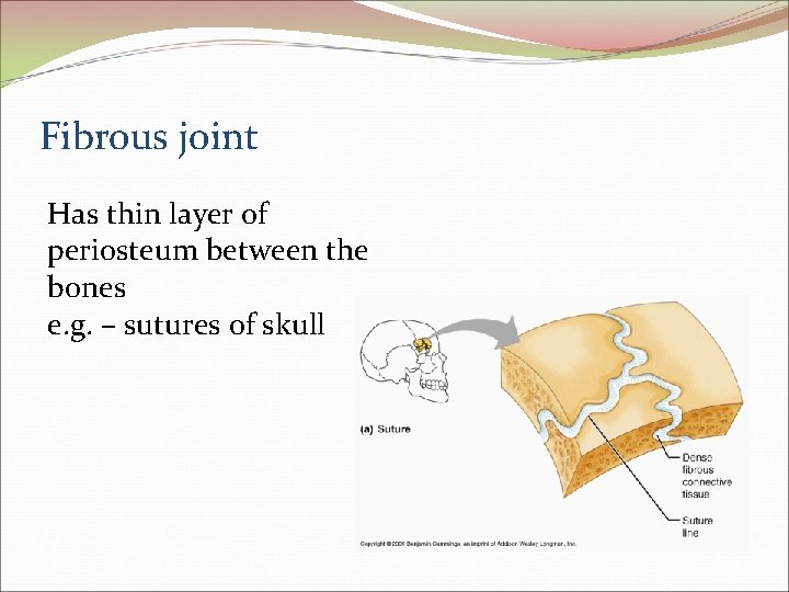 Fibrous joint Has thin layer of periosteum between the bones e. g. – sutures