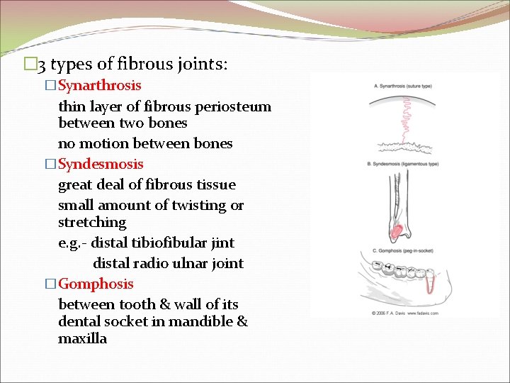 � 3 types of fibrous joints: �Synarthrosis thin layer of fibrous periosteum between two