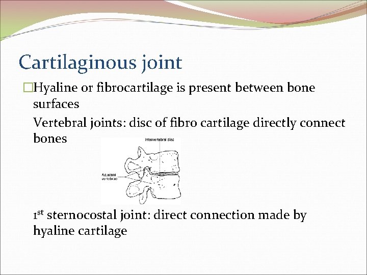 Cartilaginous joint �Hyaline or fibrocartilage is present between bone surfaces Vertebral joints: disc of