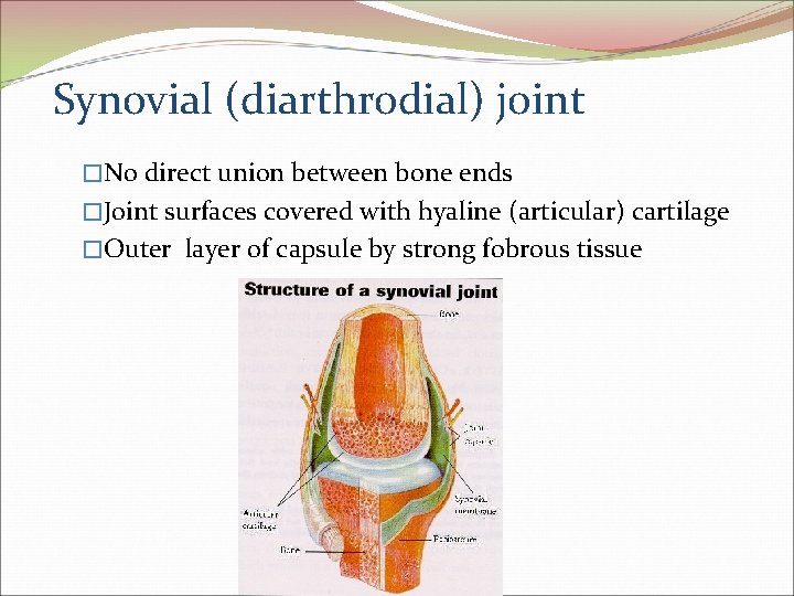 Synovial (diarthrodial) joint �No direct union between bone ends �Joint surfaces covered with hyaline