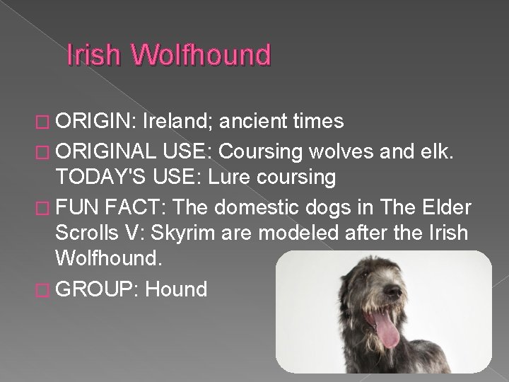  Irish Wolfhound � ORIGIN: Ireland; ancient times � ORIGINAL USE: Coursing wolves and