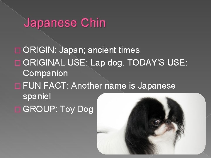 Japanese Chin � ORIGIN: Japan; ancient times � ORIGINAL USE: Lap dog. TODAY'S USE: