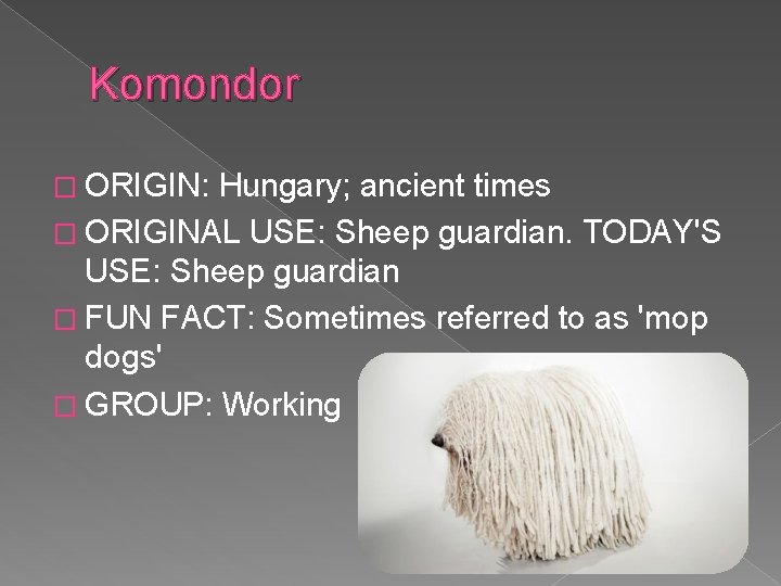Komondor � ORIGIN: Hungary; ancient times � ORIGINAL USE: Sheep guardian. TODAY'S USE: Sheep
