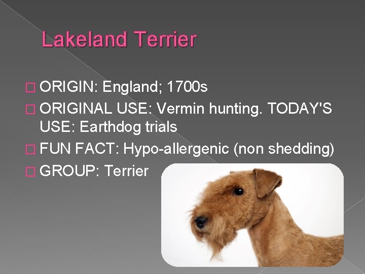 Lakeland Terrier � ORIGIN: England; 1700 s � ORIGINAL USE: Vermin hunting. TODAY'S USE:
