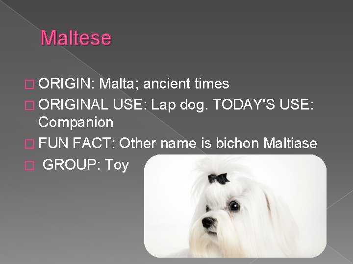 Maltese � ORIGIN: Malta; ancient times � ORIGINAL USE: Lap dog. TODAY'S USE: Companion