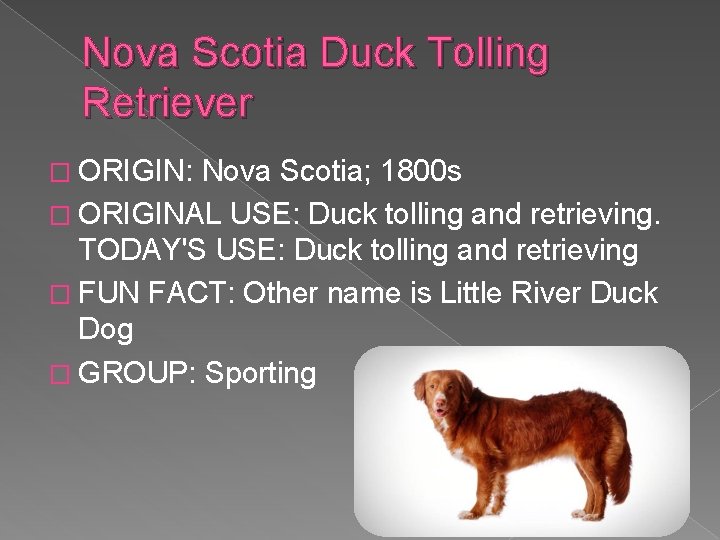 Nova Scotia Duck Tolling Retriever � ORIGIN: Nova Scotia; 1800 s � ORIGINAL USE: