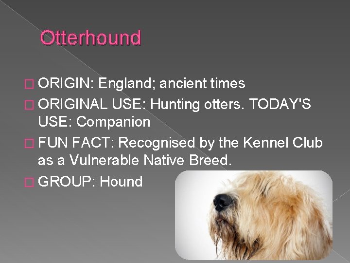 Otterhound � ORIGIN: England; ancient times � ORIGINAL USE: Hunting otters. TODAY'S USE: Companion