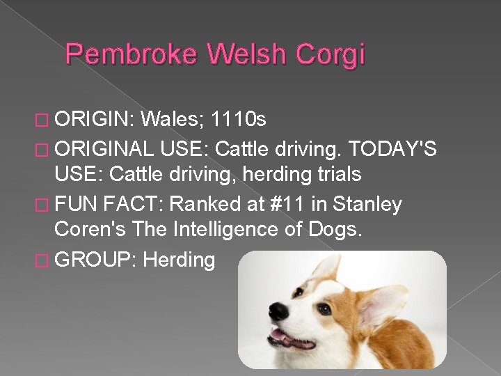  Pembroke Welsh Corgi � ORIGIN: Wales; 1110 s � ORIGINAL USE: Cattle driving.