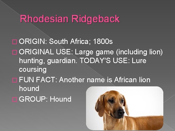 Rhodesian Ridgeback � ORIGIN: South Africa; 1800 s � ORIGINAL USE: Large game (including