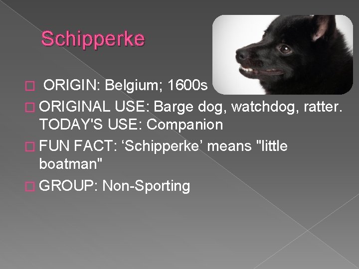 Schipperke � ORIGIN: Belgium; 1600 s � ORIGINAL USE: Barge dog, watchdog, ratter. TODAY'S