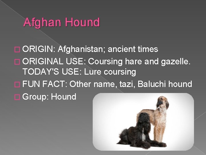 Afghan Hound � ORIGIN: Afghanistan; ancient times � ORIGINAL USE: Coursing hare and gazelle.