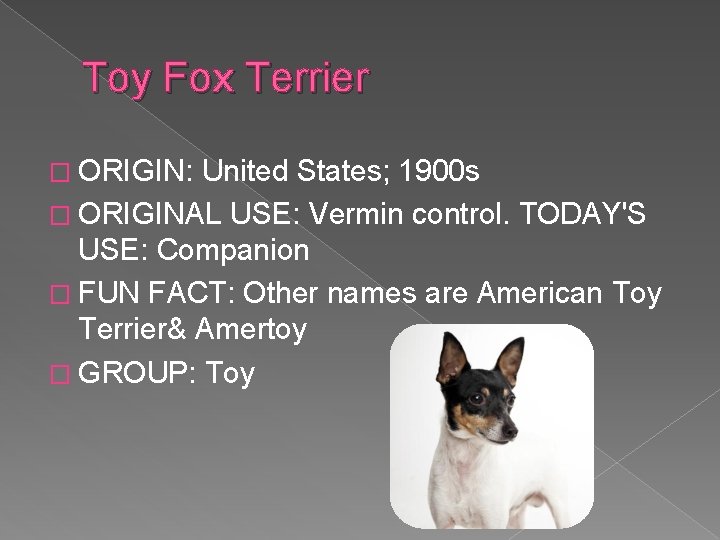 Toy Fox Terrier � ORIGIN: United States; 1900 s � ORIGINAL USE: Vermin control.