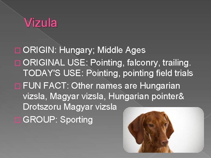 Vizula � ORIGIN: Hungary; Middle Ages � ORIGINAL USE: Pointing, falconry, trailing. TODAY'S USE: